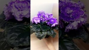 Фиалка НК-Лилон-Лила