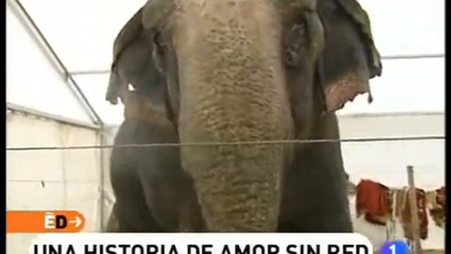 España Directo 20/01/2009. Boda circense. смотреть онлайн