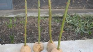 РАЗМНОЖЕНИЕ ПЛЕТИСТЫХ РОЗ ЧЕРЕНКАМИ  от А до Я