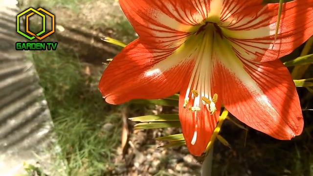 Cuidar una AMARYLLIS ◄ Todo lo que debes saber para tener esta Planta en Casa смотреть онлайн