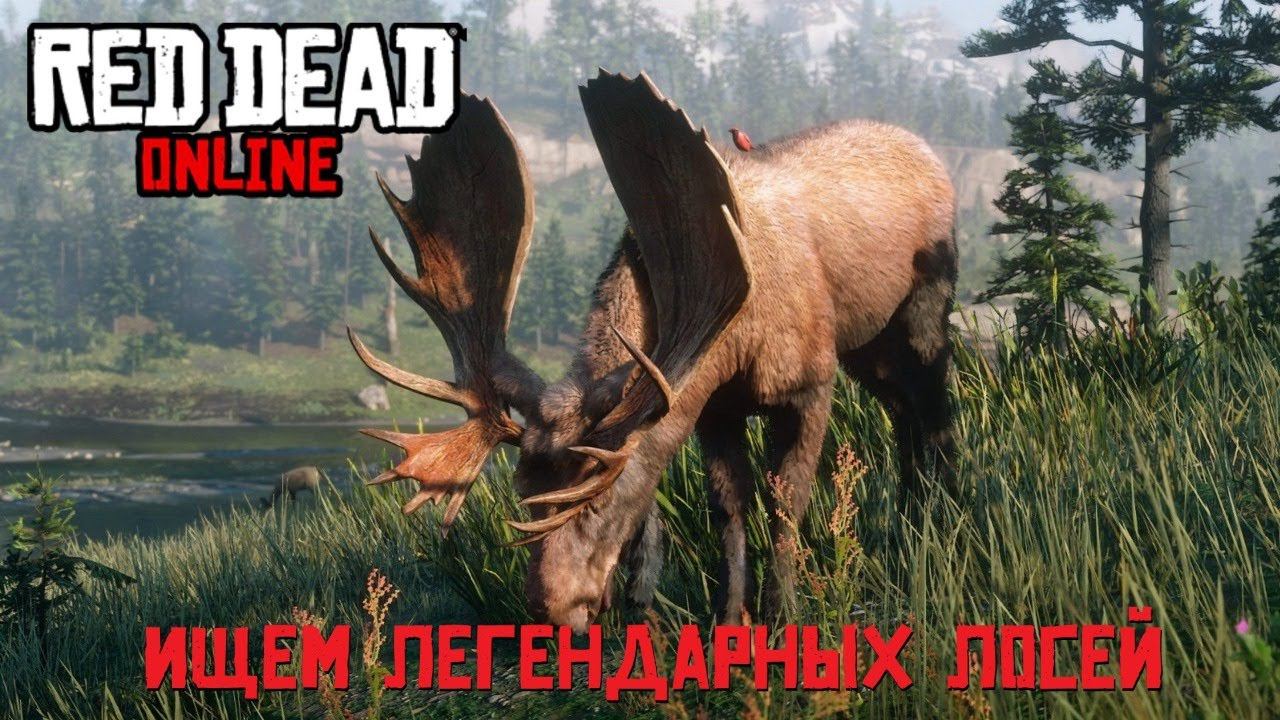Ищем легендарных лосей МОРОЗНЫЙ СЛЕД и ТЁМНЫЙ РЫЦАРЬ в Red Dead Online смотреть онлайн