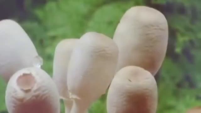 Как  растет Пипка (PPC)