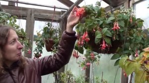 Фуксии в саду и дома   Коллекция Полины Киселевой