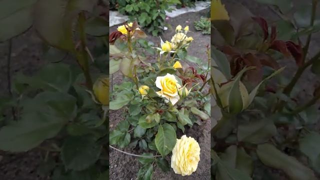 Эмильен Гийо, Инка, Братья Грим... смотреть онлайн