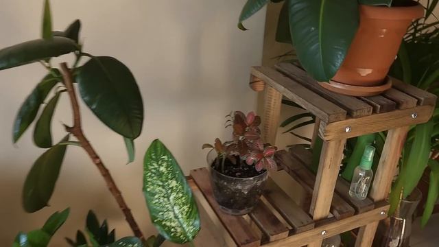 В гостях у Олы @olabavarsi / Обзор РАСТЕНИЙ в стамбульской квартире / Растения в интерьере смотреть онлайн