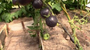 Томат Аметистовое сердце (Королевский сад Ильи Королева)