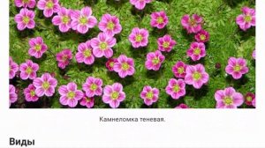 Цветок Камнеломка Цветы для дома и сада