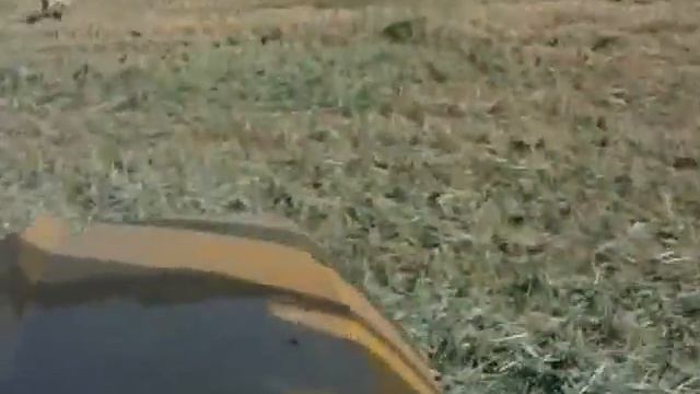 Погоня за волком смотреть онлайн