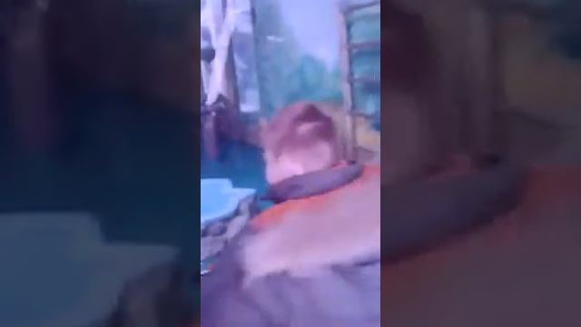 Приколы с шимпанзе смотреть онлайн