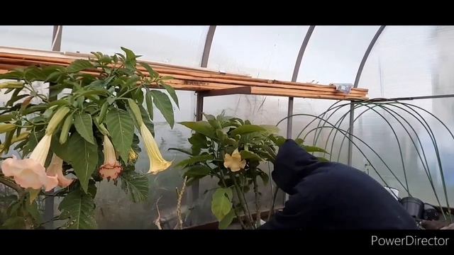 Черенкую бругмансию. смотреть онлайн