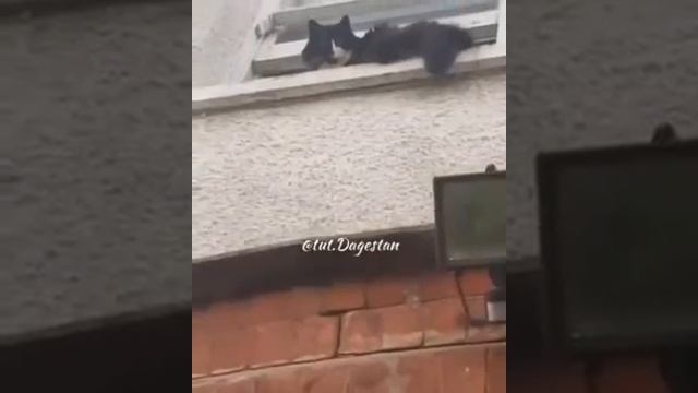 Мужик ругается с котом, который ухаживает за его кошкой