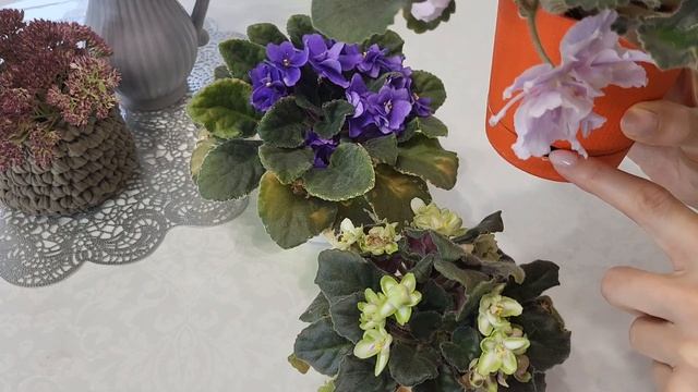 Основные правила ухода за фиалками. Соблюдайте их и фиалки будут радовать вас пышным цветением. смотреть онлайн