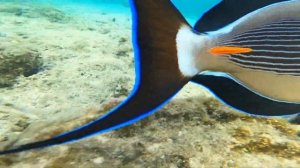 Нападение РЫБЫ ХИРУРГ  в ШАРМ ЭЛЬ ШЕЙХЕ 2021