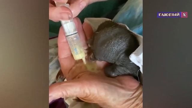 Смешные видео с животными январь 2020.🤣Смех продлевает 💙!