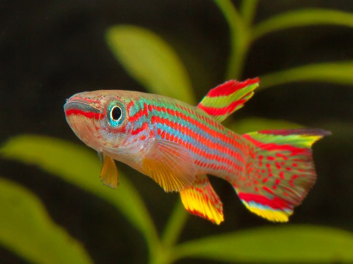 УСТРОЙСТВО МАЛЕНЬКОГО АКВАРИУМА 20 ЛИТРОВ С ЩУЧКАМИ фУНДУЛОПАНХАКС И НЕ ТОЛЬКО! смотреть онлайн