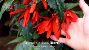Begonia 'Bertini' - FarmerGracy.co.uk