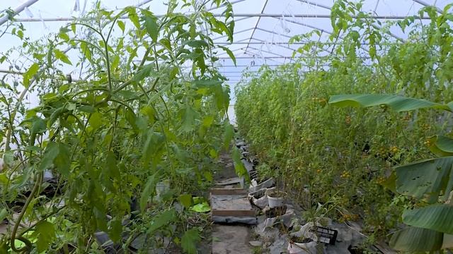 "Ботаника. Сочи". Где на курорте растут розовые бананы? смотреть онлайн