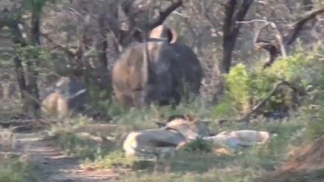 When Lions Mess With The Wrong Opponent смотреть онлайн