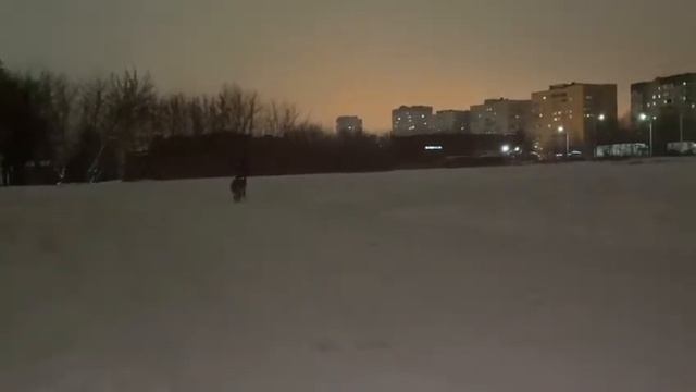 Ездовой спорт с Немецкой овчаркой - мы только пробуем. смотреть онлайн