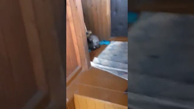Опасный кот смотреть онлайн