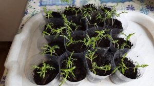 Хризантема килеватая