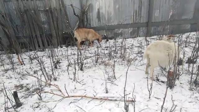 Лишняя пара рогатых копыт...какие сюрпризы бывают с козами... смотреть онлайн