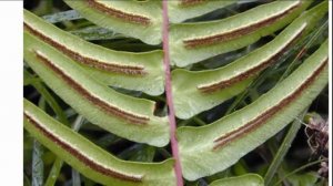 Блехнум – роскошный папоротник с капризным характером