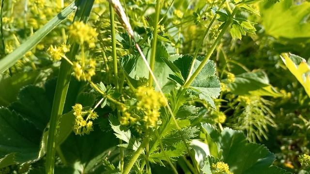 МУЖ ОХЛАДЕЛ К ВАМ ? РАСКРОЮ СЕКРЕТ...МАНЖЕТКА Лекарственное растение.