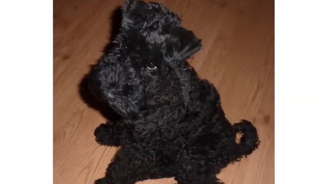 Cute Terrier Breed Collection Of Dogs Picture Ideas | Kerry Blue Terrier Puppy смотреть онлайн