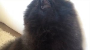 🐶ПОМЕРАНСКИЙ ШПИЦ ЛАЕТ||POMERANIAN SHPIZ 🐶