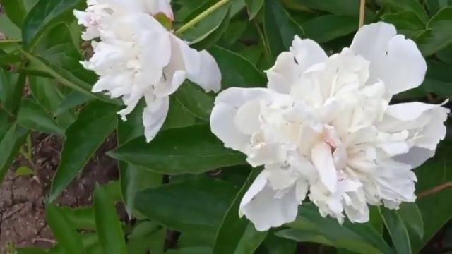 ПИОНЫ САДОВЫЕ.🌺 Flowers in my graden. смотреть онлайн