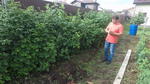 ремонтантная малина посадка и уход смотреть онлайн