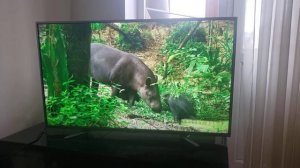 телевизор Hi 43 дюйма