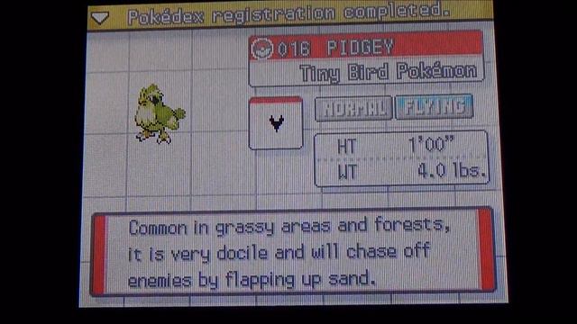 [ISHC] Live 5% Shiny Pidgey After 9,040 REs! (Pokemon SoulSilver) смотреть онлайн