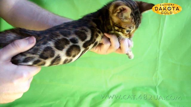 Miraclebengals Dakota Gold Albert, мальчик, Ben N24