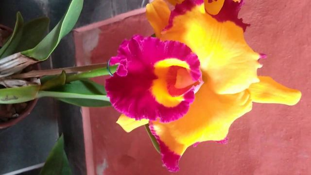 orquídea Blc Ásia Sunlight splendor смотреть онлайн