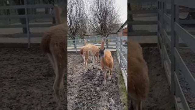 Немного о гуанако 🦙 (Lama guanicoa) смотреть онлайн