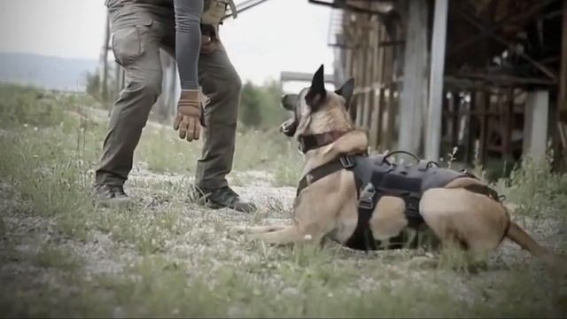 Amazing Training Moments Of Belgian Malinois | Belgian Malinois | @tactical_k9_family