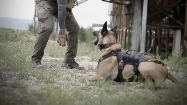 Amazing Training Moments of Belgian Malinois | Belgian Malinois | @tactical_k9_family