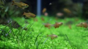 Идеальная харациновая рыбка для начинающих аквариумистов и растительных аквариумов