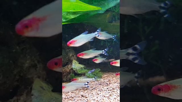 Exploring Freshwater Fish смотреть онлайн