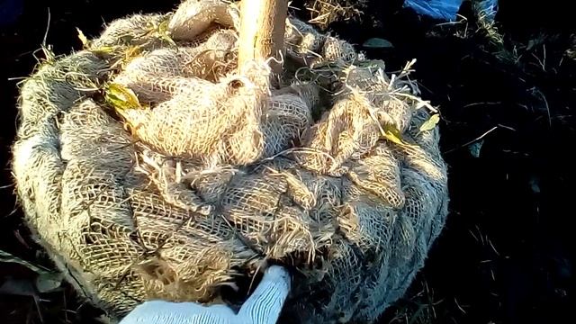 КАК ВЫКОПАТЬ ВЗРОСЛОЕ ДЕРЕВО,КАК ПЕРЕСАДИТЬ БОЛЬШОЕ ДЕРЕВО С КОМОМ ЗЕМЛИ.УПАКОВКА КОРНЕВОЙ СИСТЕМЫ смотреть онлайн
