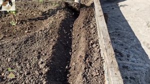 Как сажать Бархатцы семенами в открытый грунт весной