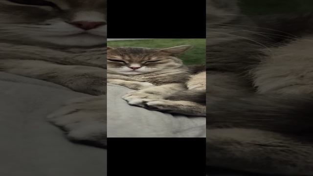 VID_20231101_195409.mp4 смотреть онлайн