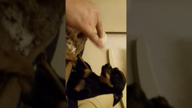 Наша собака злиться смотреть онлайн