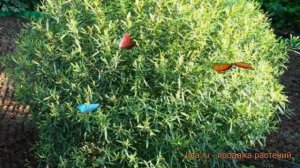 Ива белая Шаровидный Карлик (salix alba) ? обзор: как сажать, саженцы ивы Шаровидный Карлик