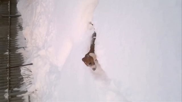 Джек Рассел на разминке!!!!!!!!!!!!! смотреть онлайн