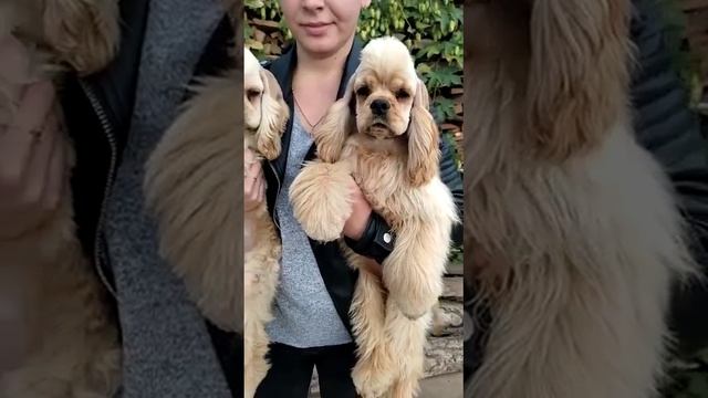Щенки американского кокер спаниеля
