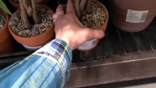 Lowe's tour | Garden Center, plant shopping смотреть онлайн