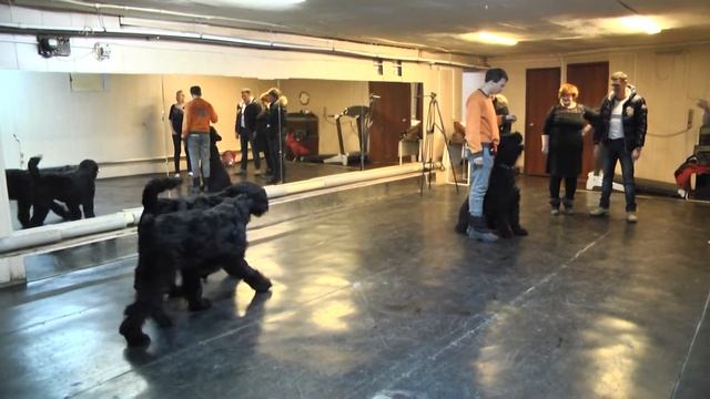 Русский черный терьер. Хендлинг.Знакомство смотреть онлайн